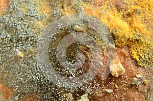 Microphoto of mould cultures on white bread