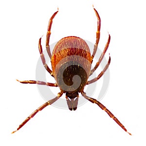 Microphoto of a Tick Ixodes Ricinus