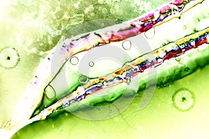 Microphoto of translucent structures in polarize