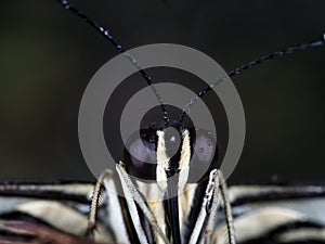 Microphotography of a black and white insect