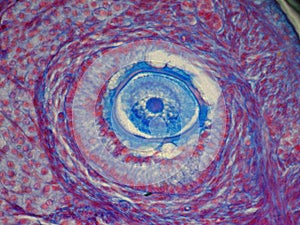 Microphotography of cat ovary optical microscope