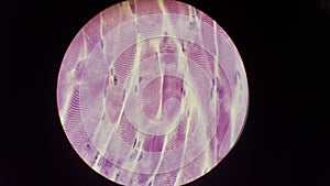 Microphotography striated muscle