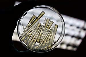 Micropipette Tips inside of the petri dish and holding by hand i