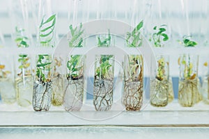 Microplants of cloned willows Salix in test tubes with nutrient medium. Micropropagation technology in vitro