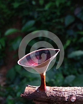 Microporus xanthopus Fungus