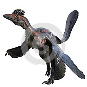 Microraptor dinosaur 3D isolated