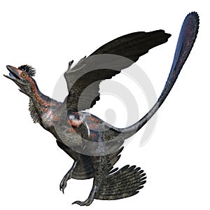 Microraptor dinosaur 3D isolated