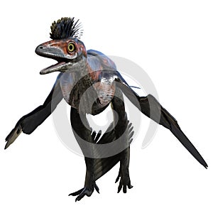 Microraptor dinosaur 3D isolated