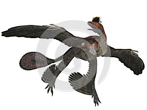 Microraptor Dinosaur Profile