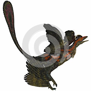 Microraptor on White