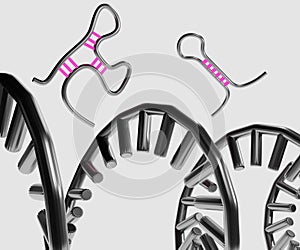 microRNA or miRNA functions in RNA silencing and post-transcriptional regulation of gene expression 3d rendered