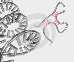 microRNA or miRNA is for RNA silencing and post-transcriptional regulation of gene expression