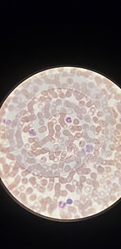 Microscopio immagine da canino sangue cellule 