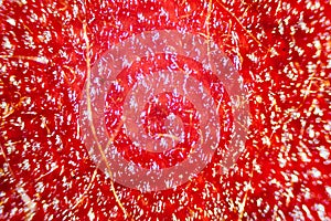 Microscope image of violet flower petal cells