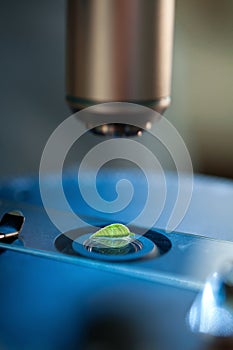 microscope and nature