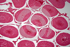 Microscope photo of cells of rabbit testicles