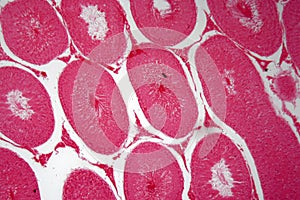 Microscope photo of cells of rabbit testicles