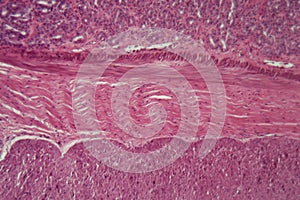 Microscope photo of dog smooth muscle cells