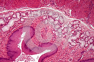 Microscope photo of esophagus cells of a dog