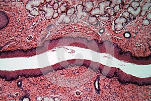 Microscope photo of esophagus cells of a dog