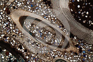 Microscope photo of a petrographic thin section of fossil fragments in a siliciclastic rock
