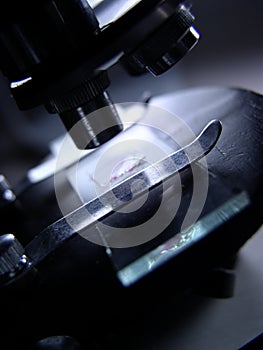 Microscope slide under examination