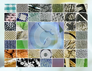 Microscope Snapshots: Various, inside of the purple bloom