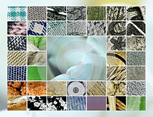Microscope Snapshots: Various, white bloom
