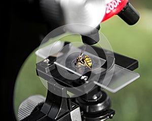 A microscope stands on a green background and on the glass lies a bee wasp insec