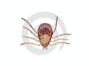 Microscope - Tick (Rhipicephalus sanguineus)