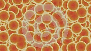 A microscope view of blood cells or bacteria