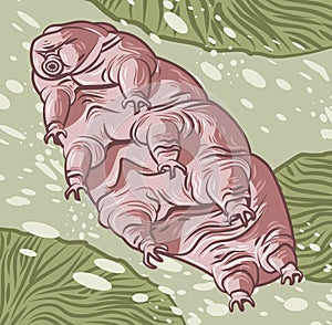 Microscopic animal tardigrade waterbear underwater