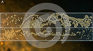 Microscopic cellular structures