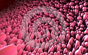 Microscopic closeup of intestine villus