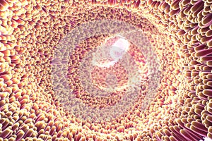 3d illustration of microscopic closeup of intestine villus photo