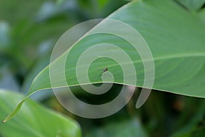 Microscopic Condylostylus flies on plant leaf. Condylostylus is a genus of flies in the family Dolichopodidae. photo