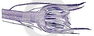 Microscopic cross section cut of moss under the microscope