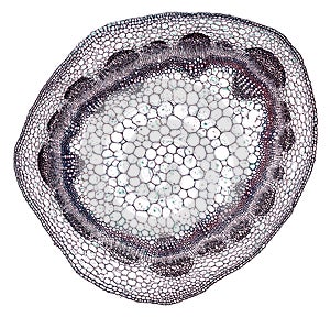 Microscopic cross section cut of a plant stem under the microscope