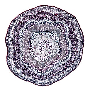 Microscopic cross section cut of a plant stem under the microscope