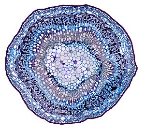 Microscopic cross section cut of a plant stem under the microscope photo