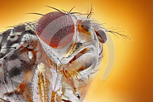 Fruit fly macro photo