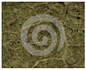 Microscopic details of abstract dry leaves