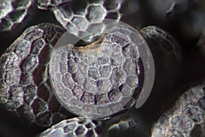 Microscopic dry seeds opium poppy Papaver somniferum. Narcotic, drug opiates and food plant
