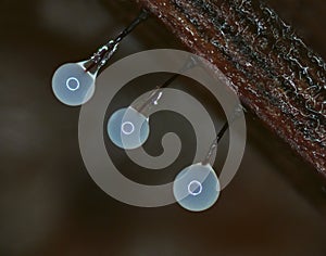 Microscopic fruit bodies of a Protostelea slime mold