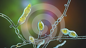 Microscopic fungi Microsporum audouinii, 3D illustration