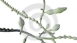 Microscopic fungi Microsporum audouinii, 3D illustration