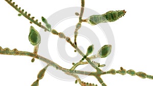 Microscopic fungi Microsporum audouinii, 3D illustration