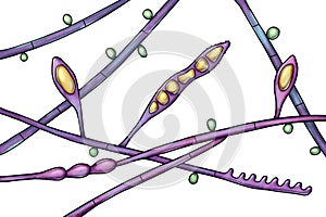 Microscopic fungi Microsporum audouinii, illustration