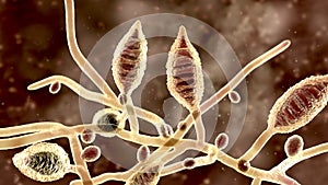 Microscopic fungi Microsporum canis, 3D illustration