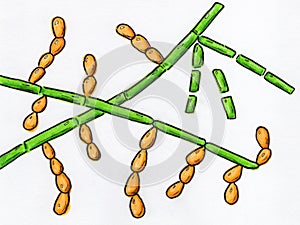 Microscopic fungi Trichosporon, hand-drawn illustration